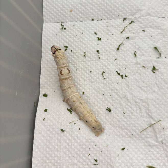 IMG_7549.jpeg 누에 키우기 기록2