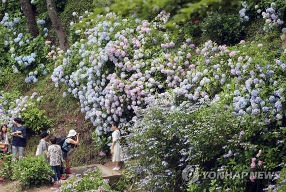 태종대 수국 . 연합뉴스