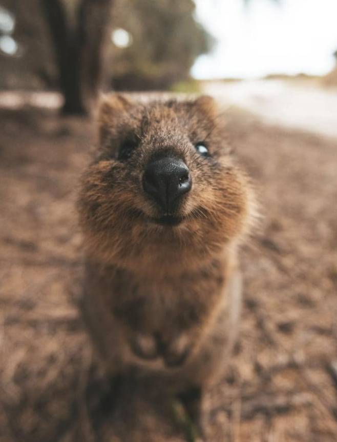 세상에서 가장 행복한 동물 쿼카. 쿼카의 자생지는 오직 호주다. /호주정부관광청