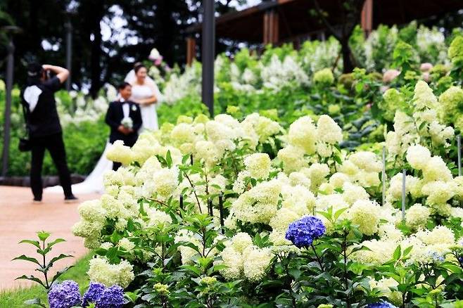 2024년 초안산 수국동산 개장기념 무료 웨딩사진 촬영 이벤트 모습ⓒ노원구 제공