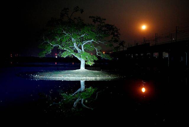 충남 당진 한 마을 어귀에 굽어진 가지를 드리운 채 서 있는 팽나무 한 그루. 이곳을 찾는 사람들에게 조용한 위안을 건넨다.
