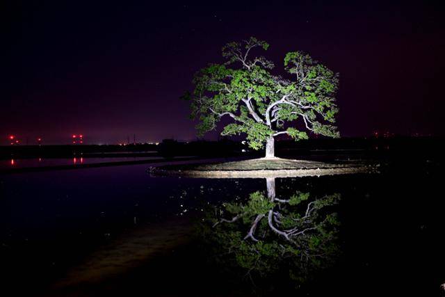충남 당진 한 마을 어귀에 굽어진 가지를 드리운 채 서 있는 팽나무 한 그루. 이곳을 찾는 사람들에게 조용한 위안을 건넨다.