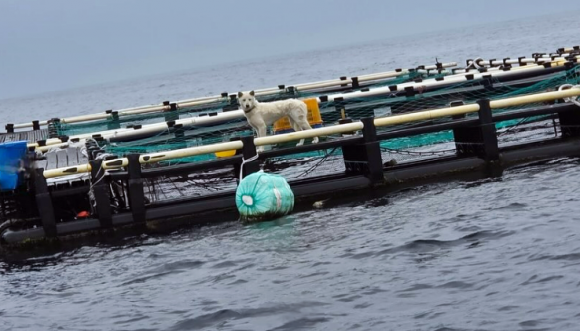 8일 제주 유기견·유기묘 보호소 ‘행복이네’는 서귀포시 안덕면 월라봉 앞바다에 설치된 한 가두리 양식장에 백구 한 마리가 묶여있다는 제보를 받았다. 이후 행복이네는 9일 동물보호단체 ‘케어’와 공동 구조 작업에 나섰으나, 한발 빠르게 백구를 데려간 견주는 동물 학대 혐의를 부인하고 있다. 2025.6.8 행복이네