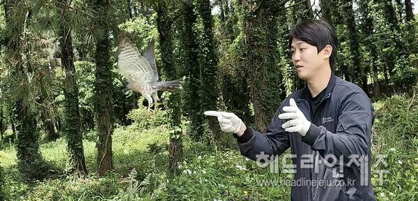 다시 날아가는 붉은배새매. (사진=제주야생동물구조센터)