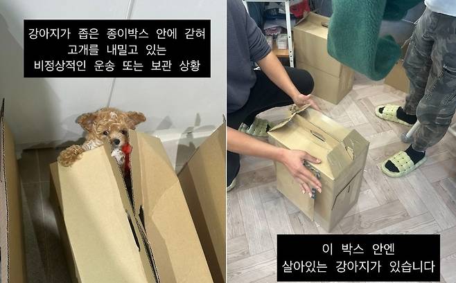A씨가 강아지들이 종이 박스에 넣어져 운송된다고 밝히며 공개한 사진(A씨 제공) ⓒ 뉴스1