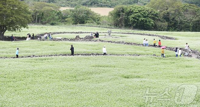일요일인 18일 '2025 자청비 와흘메밀문화제'가 열리는 제주시 조천읍 와흘리 메밀밭에서 도민과 관광객들이 메밀꽃밭을 걷고 있다. 2025.5.18/뉴스1 ⓒ News1 강승남 기자