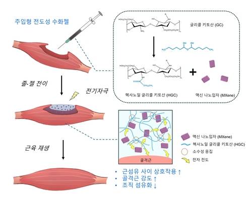 헥사노일 글리콜 키토산 기반 맥신 담지 주입형 전도성 수화젤의 모식도.
