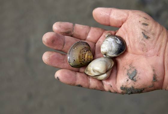 한반도 주변 바다도 고수온과 산성화의 영향으로 바지락과 새조개 등의 생산량이 급감했다. 중앙포토