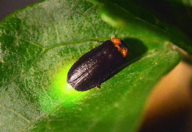 사진 = 충북농업기술원