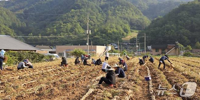 단양 지역민들이 마늘농가에서 구슬땀을 흘리고 있다.(괴산군 제공. 재판매 및 DB금지)/뉴스1