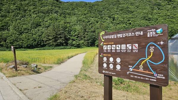 나리분지 보리밭 조성 모습(사진제공=울릉군청)