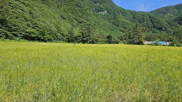 나리분지 보리밭 조성 모습(사진제공=울릉군청)