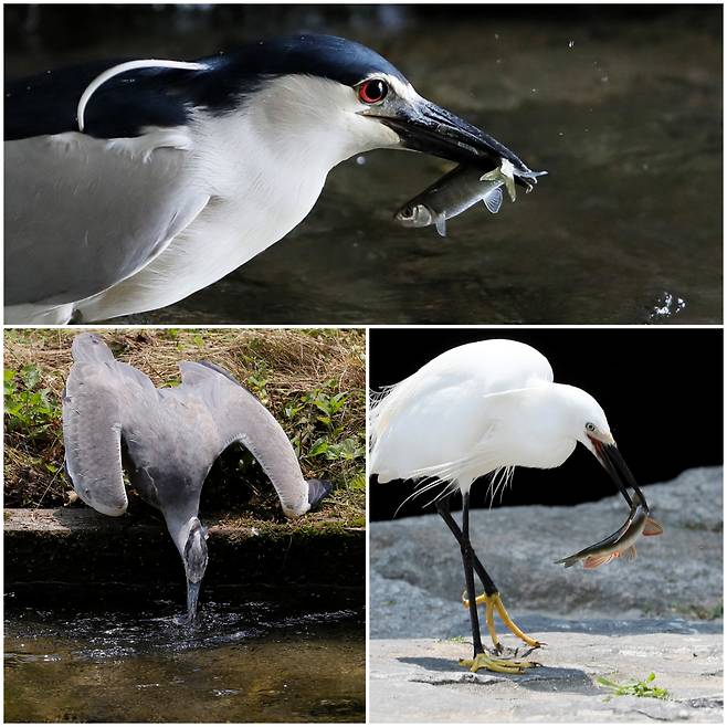 지난 30일 청계천에 서식하는 해오라기(위), 왜가리(아래 왼쪽), 쇠백로(아래 오른쪽)의 물고기 사냥 모습./전기병 기자