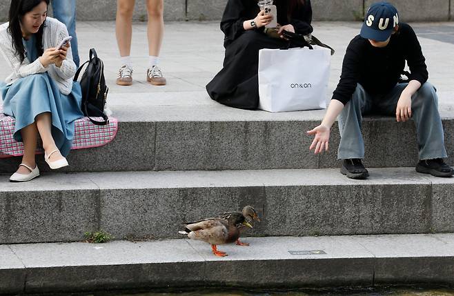 30일 청둥오리 새끼 두마리가 난간에 올라가 재롱을 피고 있다./전기병 기자