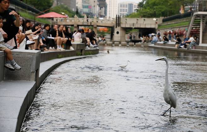 5월 28일 저녁 서울 청계천을 찾은 시민들이 백로들이 먹이 활동하는 것을 바라보고 있다./ 전기병 기자