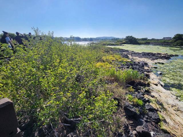 서귀포시 성산읍 오조리 연안습지에는 황근 나무를 이용한 세미 맹그로브 숲이 조성되고 있다. 송주용 기자