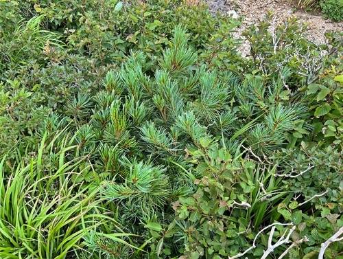 ▲ 설악산 눈잣나무 복원시험지. 국립산림과학원과 제공