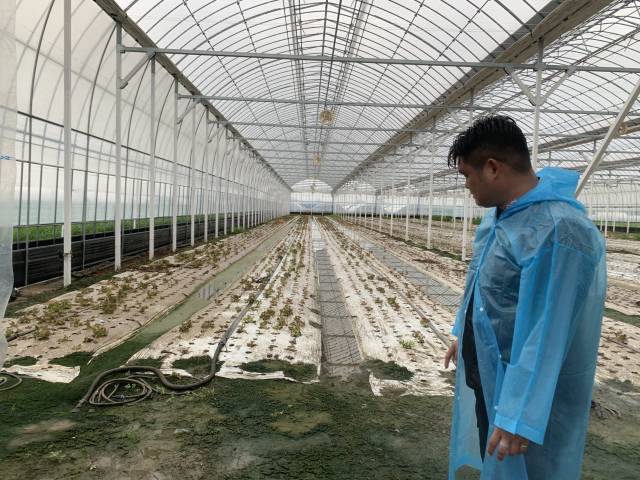 ▲익산시 망성면의 한 젊은 농부가 지난해 7월 8~10일의 집중호우로 초토화된 비닐하우스를 바라보며 망연자실하고 있다. ⓒ프레시안