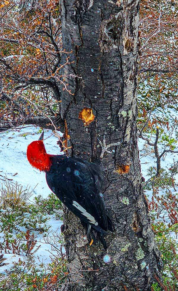 피츠로이 등산로에서 만난 마젤란 딱따구리. 암컷보다 화려한 수컷의 머리와 깃이 빨갛다. 먹이를 찾기 위해서, 그리고 영역 표시를 하기 위해 진동음이 깊이 울리도록 나무를 쪼아댄다.