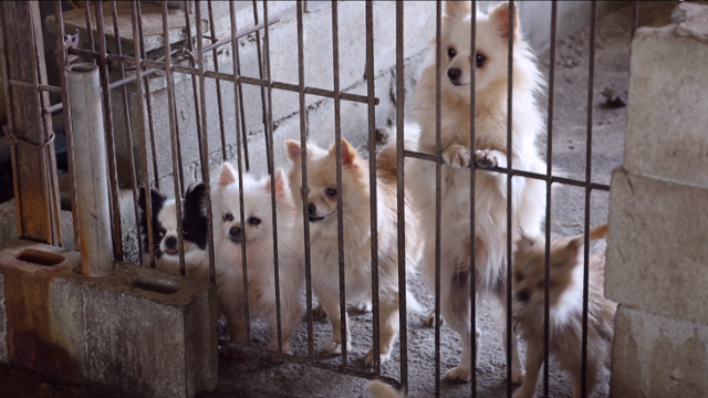 지난 2021년 경기 광주시의 한 비닐하우스. 겹겹이 비닐과 천으로 둘러싸인 이곳은 불법 번식장이었다. 동물자유연대 제공