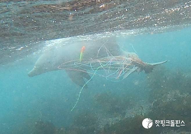 지난달 14일 제주 서귀포시 대정읍 앞바다에서 낚싯줄에 감긴 채 발견된 '종달이'의 마지막 모습. (사진, 핫핑크돌핀스)