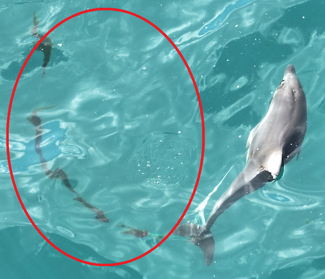 지난해 8월 낚싯줄 제거 전 종달이. (제주돌고래 긴급구조단)