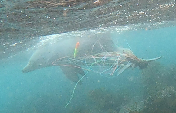 올해 5월 14일 핫핑크돌핀스가 수중에서 촬영한 마지막 종달이의 모습. 몸에 추가로 감긴 낚싯줄에도 찌와 함께 생미끼로 쓰인 넙치가 매달려 있다. 핫핑크돌핀스 제공