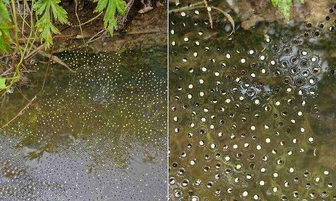 14일 대전시 동구 직동 ‘찬샘마을’에서 관찰된 맹꽁이 알. 물에 산란한 알은 1~2일이면 올챙이로 변하고 30일이면 맹꽁이 모습을 갖춘다. 문광연 이사 제공