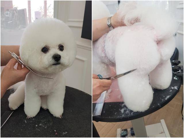 김윤지씨는 비숑프리제 미용 전문으로 손꼽힌다. 동그란 얼굴뿐 아니라 엉덩이 털을 빵빵하게 하는 김씨만의 스타일로 인기가 높다. 김윤지씨 제공