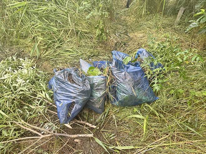 작업장 인근 소방폼 추정 물질이 묻은 풀들을 잘라 모아둔 비닐봉투. /임지섭 기자 ljs@namdonews.com