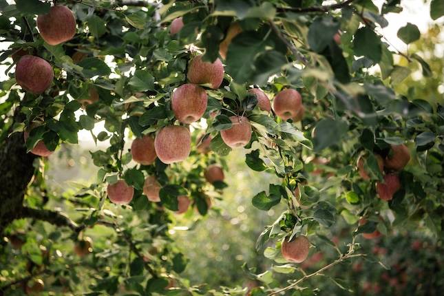 사진=아이클릭아트