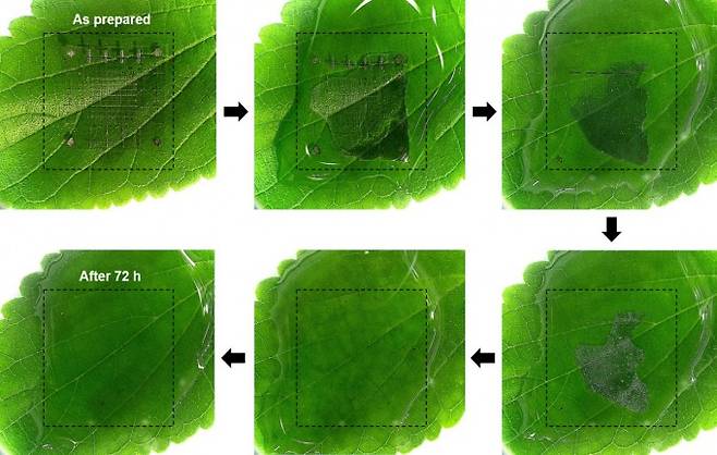 녹색 잎 위에 놓은 개발 소자가 72시간 내 물속에서 완전히 녹아 없어지는 단계별 과정. 한국과학기술연구원(KIST) 제공.