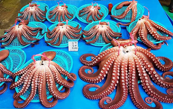 한국에선 없어서, 값이 비싸서 못 먹지 못 먹을 이유가 없는 문어.