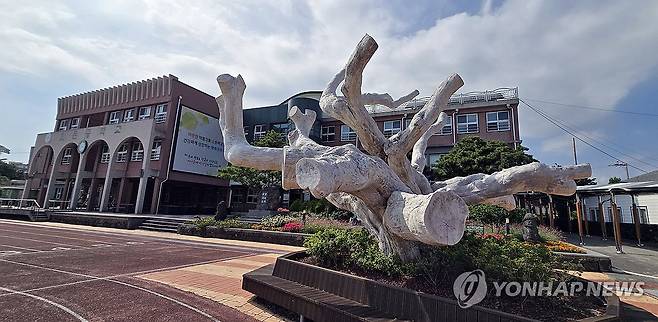 고사한 교목 담팔수를 작품으로 만든 효돈중 (제주=연합뉴스) 김호천 기자 = 제주 서귀포시에 있는 제주형 자율학교 중 문예체학교인 효돈중학교 교정. 65년생 교목인 담팔수가 고사하자 잔가지 등을 잘라내고 보존 처리해 작품으로 만들어 보존하고 있는 지난 11일 모습. 2025.6.14 khc@yna.co.kr