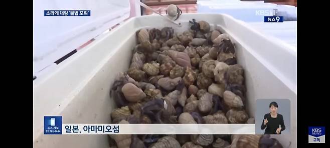 IMG_8959.jpeg "가방에서 \'바스락\'"… 일본서 소라게 5,200마리 밀반출 중국인 검거