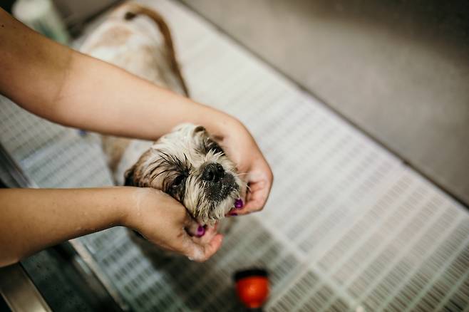 개의 안면 부위는 외부 충격에 예민합니다. 따라서 강한 샤워기 물을 직접 분사하는 대신, 흐르는 물 혹은 적신 헝겊 등으로 조심스럽게 닦아주는 것이 좋습니다. 게티이미지뱅크