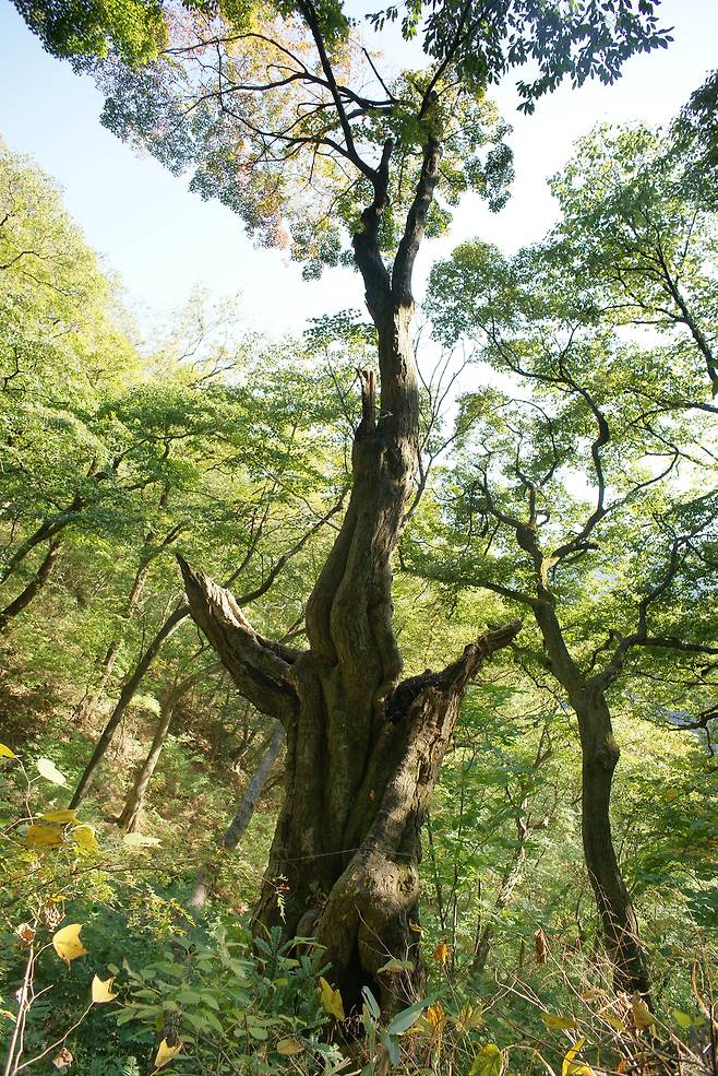 단풍나무 군락 내 유존목(전라북도 정읍시 내장동 내장산 원적암 주변).