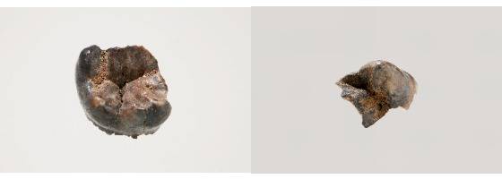 공주 왕릉원 2호분에서 출토된 어금니 2개. 백제 23대 임금 삼근왕(재위 477~479)의 것으로 추정된다. 사진 국가유산청