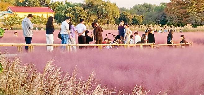 경기 평택 바람새마을에 있는 핑크뮬리밭에서 체험객들이 사진을 찍고 있다.