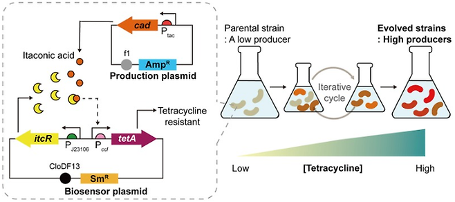 바이오센서(점선 안)를 삽입한 대장균과 이타콘산을 잘 만드는 대장균 배양 이미지