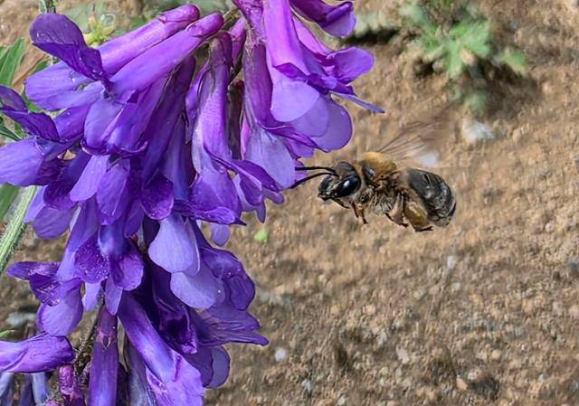 야생벌인 수염줄벌의 모습. 벌볼일있는사람들 제공