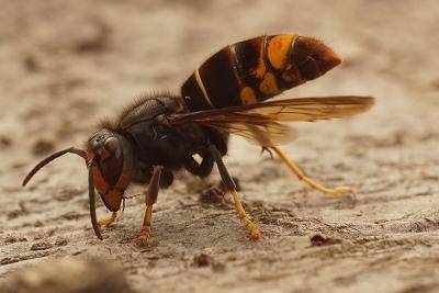 꿀벌의 천적인 등검은말벌. WWF 제공