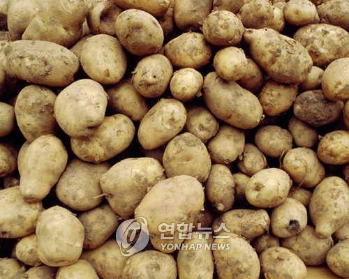 감자 연합뉴스 자료사진
