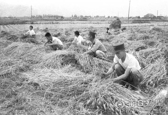 1961년 6월 16일 대구 5군관구사령부 통신대 장병들이 수성들에서 농민들의 보리베기를 돕고 있다. 사진=매일아카이빙센터