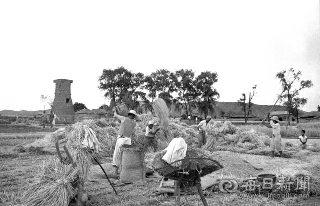 1961년 6월 10일 경북 경주군(시) 인왕동 첨성대가 보이는 들판에서 농부들이 도리깨질로 보리를 타작하고 있다. 당시 농·어촌에 연 20%의 고리채가 사회 문제로 대두되자 군사정부는 이날 농·어민들의 빚을 탕감해주는