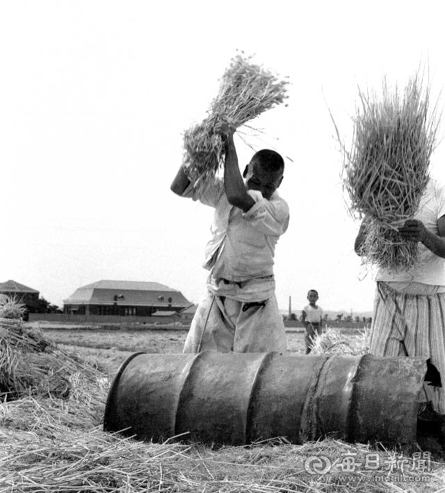 1962년 6월 26일 대구 근교에서 농민들이 드럼통에다 보릿단을 후려치며 보리를 타작하고 있다. 봄 가뭄이 극심해 1962년 보리농사는 흏작을 면치 못했다. 사진=매일아카이빙센터