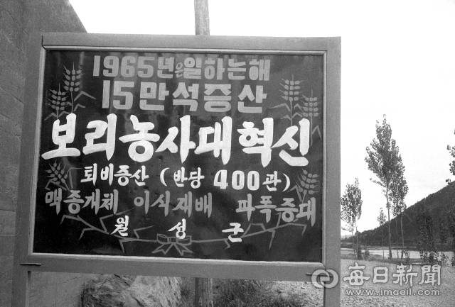 보리 증산운동이 한창이던 1965년 경북 월성군(현 경주시)의 한 시골에 퇴비증산으로 보리농사를 혁신하자는 안내판이 세워져 있다. 사진=매일아카이빙센터