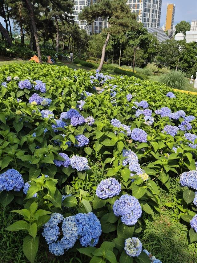 대구 이현공원의 6월은 수국 물결로 넘친다. 감성 산책에는 수국이 만개한 이현공원이 딱이다. 권예인 인턴