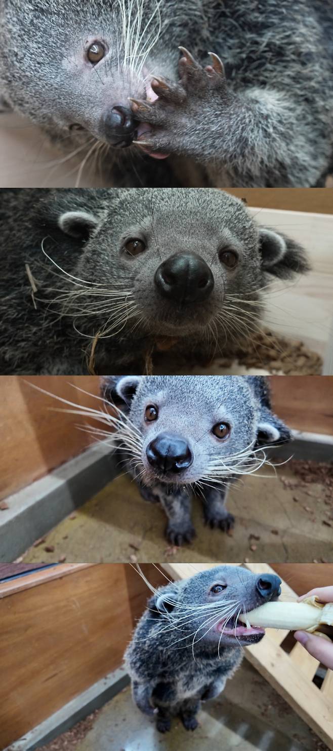 시사/교양 ‘TV동물농장’ 빈투롱 (제공: SBS)
