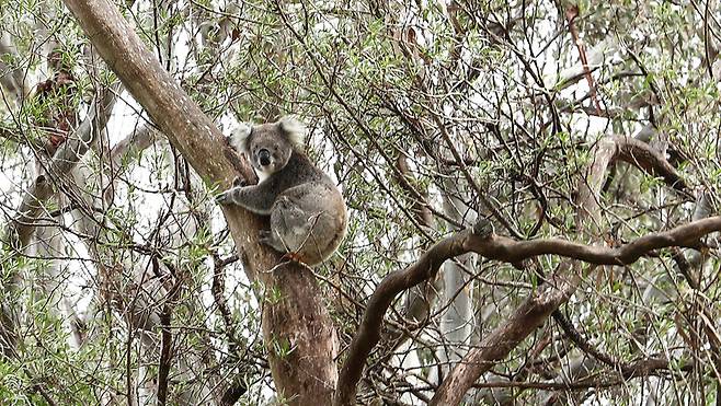 ‘레이먼드 아일랜드’에서 만난 야생 코알라. 최근 20년간 개체 수가 급감해 멸종 위기에 처한 야생 동물이다. 박미향 기자